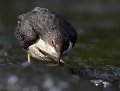 Cingle plongeur juvénile (Cinclus cinclus Ardèche, France) Cingle plongeur juvénile 