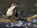 Cingle plongeur juvénile (Cinclus cinclus, Ardèche, France). Cingle plongeur juvénile, Cinclus cinclus 