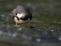Cingle plongeur juvénile (Cinclus cinclus) Cingle plongeur juvénile à la pêche 