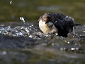 Cingle plongeur juvénile (Cinclus cinclus) Cingle plongeur juvénile 