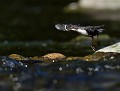 Cingle plongeur juvénile (Cinclus cinclus) Cingle plongeur en vol 