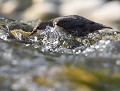 Cingle plongeur juvénile (Cinclus cinclus) Cingle plongeur juvénile 