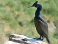 Cormoran huppé (Phalacrocorax aristotelis) Cormoran huppé 