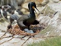 Cormoran huppé sur son nid (Phalacrocorax aristotelis, Ecosse). Cormoran huppé sur son nid 