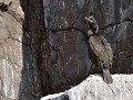Cormoran huppé Cormoran huppé 