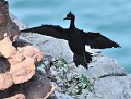 Cormoran huppé (Phalacrocorax aristotelis) Cormoran huppé en vol 