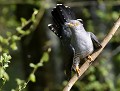 Coucou gris mâle (Cuculus canorus) Coucou gris mâle 