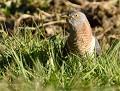 Coucou gris femelle (Cuculus canorus,  Bretagne, France) Coucou gris femelle 