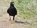Crave à bec rouge en prospection (Pyrrhocorax pyrrhocorax) Crave à bec rouge en Bretagne 