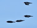 Petit groupe de Craves à bec rouge (Pyrrhocorax pyrrhocorax) groupe de Craves à bec rouge 
