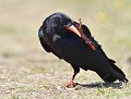 Il y a un prix à payer lorsqu'on dérange les fourmis...: Crave à bec rouge (Pyrrhocorax pyrrhocorax) nourriture du Crave à bec rouge, crave à bec rouge en bretagne 