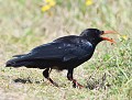 Le Crave à bec rouge recherche sa nourriture au sol : invertébrés, insectes... (Pyrrhocorax pyrrhocorax, Finistère, France) Le Crave à bec rouge, nourriture du crave à bec rouge
 
