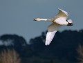 Cygne chanteur (Cygnus cygnus) Cygne chanteur en Bretagne 