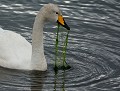 La dentelière : Cygne de Bewick (Cygnus columbianus bewickii, Finistère, France) Cygne chanteur en bretagne 