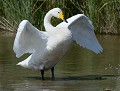 Cygne chanteur (Cygnus cygnus) Cygne chanteur 