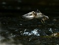 Entre chien et loup : Chevalier guignette (Actitis hypoleucos) Chevalier guignette en vol 