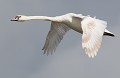 Jeune adulte de Cygne tuberculé (Cygnus olor) Cygne tuberculé en vol 