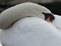 Cygne tuberculé mâle (Cygnus olor, Allemagne) Cygne tuberculé mâle 