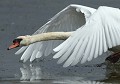 Cygne tuberculé mâle (Cygnus olor) Cygne tuberculé en vol 