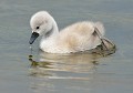 Tout jeune Cygne tuberculé (Cygnus olor) bébé Cygne tuberculé 