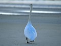Mme snob : Cygne tuberculé femelle (Cygnus olor) Mme snob, cygne tuberculé femelle 
