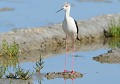 Échasse blanche femelle (Himantopus himantopus) Échasse blanche 