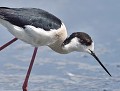 Échasse blanche mâle (Himantopus himantopus, Morbihan, France) Échasse blanche mâle 