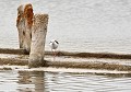 Échasse blanche femelle (Himantopus himantopus) Échasse blanche femelle 