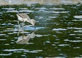 Oisillon d'Échasse blanche (Himantopus himantopus, Vendée, France). Oisillon d'Échasse blanche 