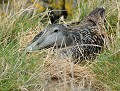 Eider à duvet femelle (Somateria mollissima, Ecosse) nid d'Eider à duvet 