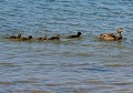 Eider à duvet femelle et ses petits (Somateria mollissima) caneton d'eider à duvet 