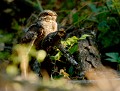 Engoulevent d'Europe (Caprimulgus europaeus) Engoulevent d'Europe en Bretagne 