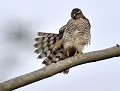 Épervier d'Europe femelle (Accipiter nisus) Épervier d'Europe femelle 
