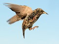 Étourneau sansonnet (Sturnus vulgaris) Étourneau sansonnet en vol 