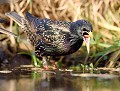 "Abblouaarrgue "  (Étourneau sansonnet : Sturnus vulgaris, Côtes d'Armor, France) Étourneau sansonnet 