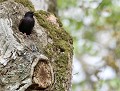 Étourneau sansonnet (Sturnus vulgaris) nid d'Étourneau sansonnet 
