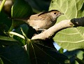 Fauvette à tête noire juvénile (Sylvia atricapilla, Morbihan, France). Fauvette à tête noire juvénile 