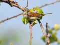 Fauvette grisette (Curruca communis, Vendée, France) Fauvette grisette et phasme 