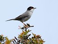 Fauvette mélanocéphale (Curruca melanocephala) Fauvette mélanocéphale 
