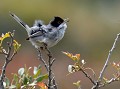 Fauvette mélanocéphale (Curruca melanocephala) Fauvette mélanocéphale 