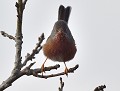 Fauvette pitchou  (Sylvia undata, Bretagne, France) Fauvette pitchou  (Sylvia undata) 