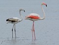 Flamants roses : adulte et juvénile (Phoenicopterus roseus) Flamant rose adulte,  flamant rose juvénile 