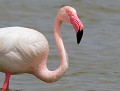 Flamant rose adulte (Phoenicopterus roseus, Sardaigne, Italie) Flamants roses 