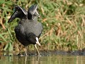 Foulque macroule (Fulica atra) étirements Foulque macroule 