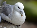 Fulmar boréal (Fulmarus glacialis, Ecosse) Fulmar boréal en bretagne 
