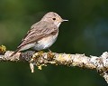 Gobemouche gris (Muscicapa striata) Gobemouche gris 