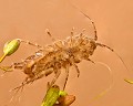 Accouplement d'Aselles d'eau douce (Asellus aquaticus) Accouplement d'Aselles d'eau douce 