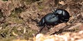 Couple de Crache-sangs (Timarcha tenebricosa) Couple de Crache-sangs 