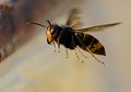 Frelon asiatique (vespa velutina) Frelon asiatique en vol 