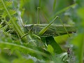 Grande Sauterelle verte (Tettigonia viridissima) Grande Sauterelle verte 